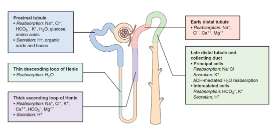 钾代谢与血钾管理